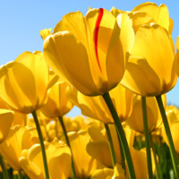 University of Washington Medical Center Employee Dani Morton's profile photo
