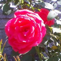 AGS, Inc. Employee Carol Houle's profile photo