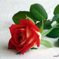 Thangagowri R Email