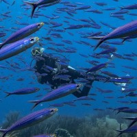 STINAPA Bonaire Employee Daniel Wesner's profile photo