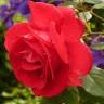 ILabztechnology Employee Prathima Ravish's profile photo