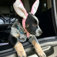 Allflex USA Employee Wendy Whittenberg's profile photo