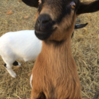 The Yard Employee Albert the Goat's profile photo