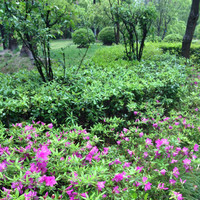 SAP Employee Xuan Chen's profile photo