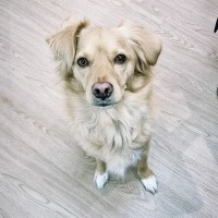FUSE Autotech Employee Snoop Dog's profile photo