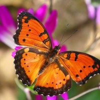 Fiserv Employee Bridgette Smith's profile photo