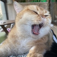 Mantle Network Employee Whisker Yu's profile photo
