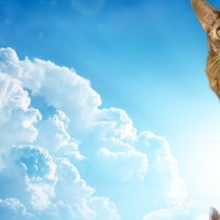 Bailey Champaigne Email & Phone Number