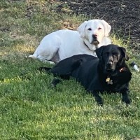 Anthony Varanakis Email & Phone Number