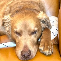 Chic Couture Employee Anna Weber's profile photo