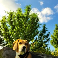 WILL Cannabis Group Employee Jessica Bowie's profile photo