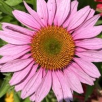 Durox Company Employee Cathy Wells's profile photo
