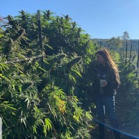 Dutchess Cannabis Dispensary Employee Audrey Reynolds's profile photo
