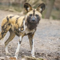 Endangered Wolf Center Employee Kimberly Larson's profile photo