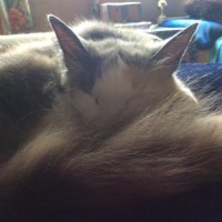 Blair Schlager-Reay's profile photo