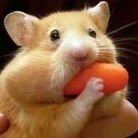 Fireworks AI Employee Chenyu Zhao's profile photo