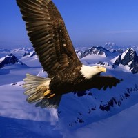 Flying Eagle DMT Employee Amanda Ibrahim's profile photo