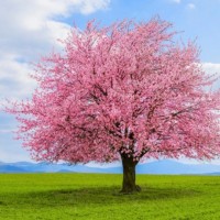 Bemus Landscape, Inc. Employee Megan Tejeda's profile photo