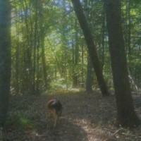 TeamOps, LLC Employee Deborah Ross's profile photo
