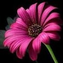 Jyothi Chowdhary Email