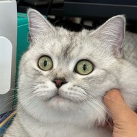 Woody Wong Email