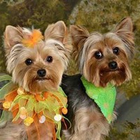 Diane Hampton Email & Phone Number
