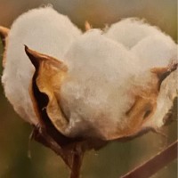 Springhill Pharmacy, LLC Employee Mark Hardison's profile photo