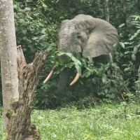 Chengeta Wildlife Employee Elia's profile photo