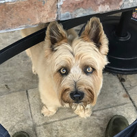 Harlan Bakeries, LLC Employee Joe Latouf's profile photo