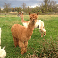 BluePearl Specialty + Emergency Pet Hospital Employee Julie Gee's profile photo