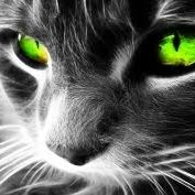 Kaizen Technologies Employee Nicky Romero's profile photo