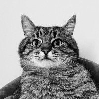 Bluzen Employee Nathan Vo's profile photo