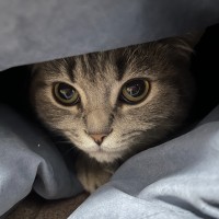 TokenInsight Inc. Employee Taylor Huaw's profile photo