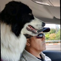 Plasan Employee Yaron Roded's profile photo