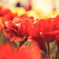 IRES Employee Nargiz Gasimova's profile photo