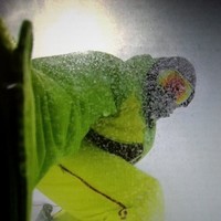 Proof Eyewear Employee Cyrus Lyons's profile photo