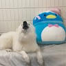 Wai Koko Beverage Company Employee Amber Low's profile photo