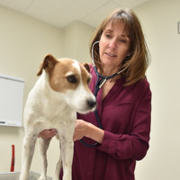 Washington State University College of Veterinary Medicine Employee Katrina Mealey's profile photo