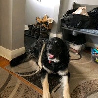 Pride Global Logistics LLC Employee Tammy Dalgleish's profile photo