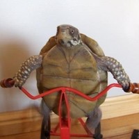 Formation Effects Employee Kosta Lagis's profile photo