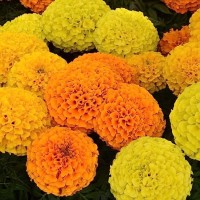 Hari Niroula Email