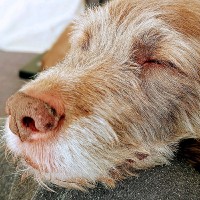 Bertie Bear Email