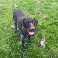 PEAR TREE PROJECTS LIMITED Employee Lesley Holywell's profile photo