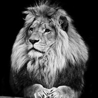 Mostafa Nava's profile photo