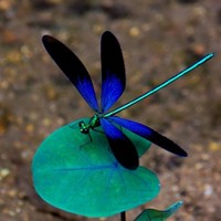 Berkshire Hathaway HomeServices Towne Realty Employee Shelley Hodges's profile photo