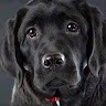 CallFinder Speech Analytics Employee Allen Bergseth's profile photo