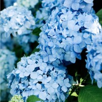 WBX Commerce Employee Michelle Campbell's profile photo