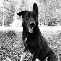 ALLIANCE OUTDOOR LIGHTING, INC. Employee Joshua Teague's profile photo