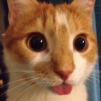 Nikita Sergeev's profile photo