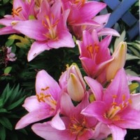 Patricia Estrada